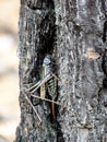 Glossy green grasshopper sitting in the tree trunk Royalty Free Stock Photo