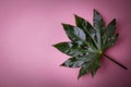 Glossy green leaf on pink background. top view