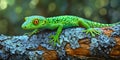 Glossy green lizard displaying intricate patterns on a branch Royalty Free Stock Photo