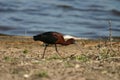 Glossy ibis Royalty Free Stock Photo