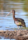 Glossy Ibis