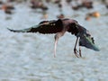 Glossy Ibis Royalty Free Stock Photo