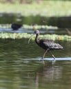 Glossy Ibis Royalty Free Stock Photo