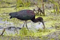 Glossy Ibis Royalty Free Stock Photo