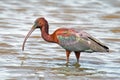 Glossy Ibis Royalty Free Stock Photo