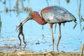 Glossy Ibis