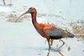 Glossy Ibis