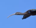 Glossy Ibis, adult flying Royalty Free Stock Photo