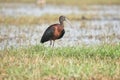 Glossy ibis beautiful bird at Mangaljodi, Odisha, India. Amazing photo with good background. Royalty Free Stock Photo