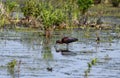 Glossy Ibis bird in wetlands Royalty Free Stock Photo