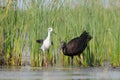Glossy Ibis and Black-winged Stilt near the lake reads Royalty Free Stock Photo