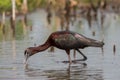 Glossy ibis close up, Plegadis falcinellus, Viera Wetlands, Florida Royalty Free Stock Photo