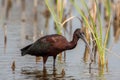 Glossy ibis close up, Plegadis falcinellus, Viera Wetlands, Florida Royalty Free Stock Photo