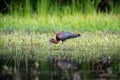 A Glossy Ibis feeding in a marsh pond with reflection Royalty Free Stock Photo