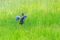 Glossy ibis feeding in marshy grassland Royalty Free Stock Photo