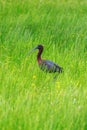 Glossy ibis feeding in marshy grassland Royalty Free Stock Photo