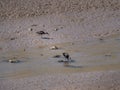 Glossy Ibis feeding on mudflats aka Plegadis falcinellus Royalty Free Stock Photo