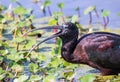 Glossy Ibis feeding on a Water Bug Royalty Free Stock Photo