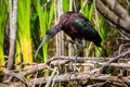 Glossy ibis fishing in the swamp close up