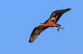 Glossy ibis in flight