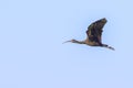 Glossy Ibis In Flight Royalty Free Stock Photo