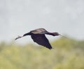 Glossy Ibis in flight Royalty Free Stock Photo
