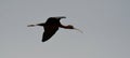 glossy ibis in flight, Plegadis falcinellus Royalty Free Stock Photo