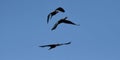glossy ibis in flight, Plegadis falcinellus. Royalty Free Stock Photo