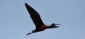 The glossy ibis in flight, Plegadis falcinellus Royalty Free Stock Photo