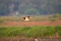 Glossy Ibis flying over a grassy marsh by a lake Royalty Free Stock Photo