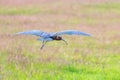 Glossy ibis flying over marshy grassland Royalty Free Stock Photo