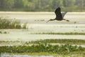 Glossy ibis flying over a swamp in Christmas, Florida.