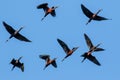 Glossy Ibis Group in Flight