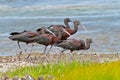 Glossy Ibis Royalty Free Stock Photo