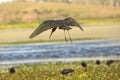 Glossy ibis with iridescent wings landing at Orlando Wetlands Pa