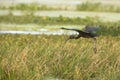 Glossy ibis with iridescent wings landing at Orlando Wetlands Pa