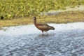 Glossy ibis with iridescent wings wading at Orlando Wetlands Par