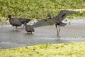 Glossy ibis landing in a swamp at Orlando Wetlands Park. Royalty Free Stock Photo