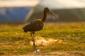 Glossy Ibis at Nal Sarovar Bird Sanctuary Royalty Free Stock Photo