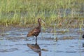 A Glossy Ibis over its reflection in a grassy marsh Royalty Free Stock Photo