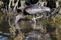 Glossy ibis, plegadis falcinellus