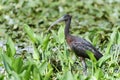 Glossy ibis, plegadis falcinellus