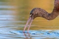 Glossy ibis plegadis falcinellus on a beautiful background. Close up