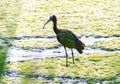 Glossy ibis, plegadis falcinellus, black bird standing