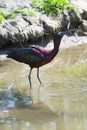 Glossy Ibis or Plegadis falcinellus