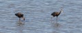 Glossy ibis, Plegadis falcinellus Royalty Free Stock Photo