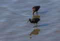 Glossy ibis, Plegadis falcinellus Royalty Free Stock Photo