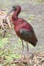 Glossy Ibis (Plegadis falcinellus)