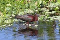 Glossy Ibis (Plegadis falcinellus)