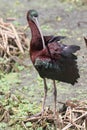 Glossy Ibis Plegadis falcinellus